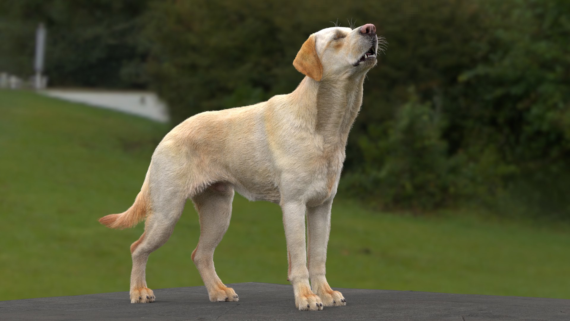 Labrador Retriever RIGGED 3D - TurboSquid 2257108