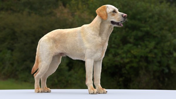 modelo 3d Labrador Retriever APAGADO - TurboSquid 2257108