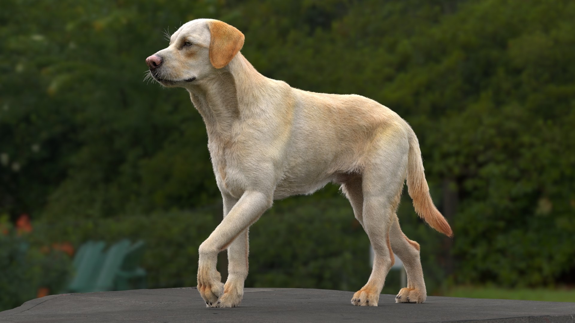Labrador Retriever RIGGED 3D - TurboSquid 2257108