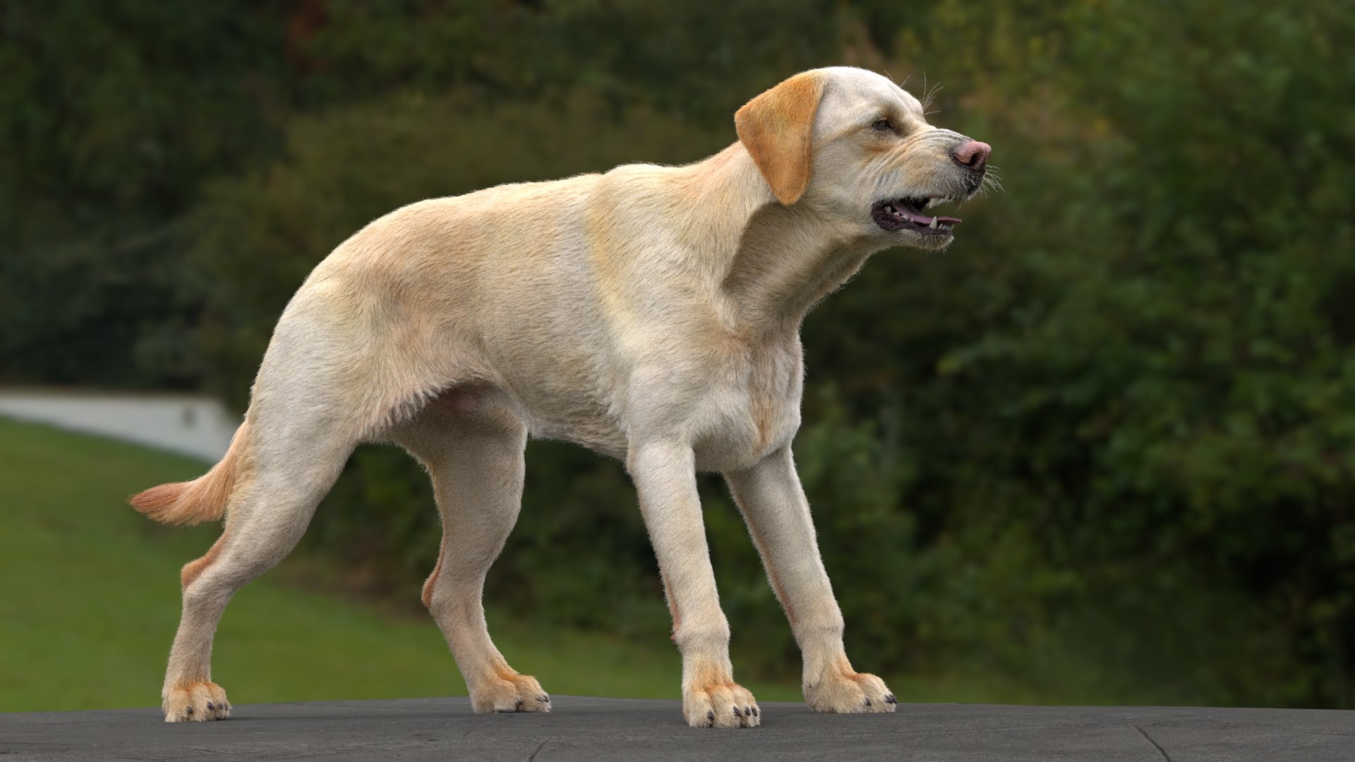 Labrador Retriever RIGGED 3D - TurboSquid 2257108