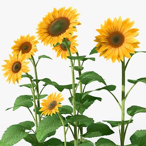 max sunflowers plants