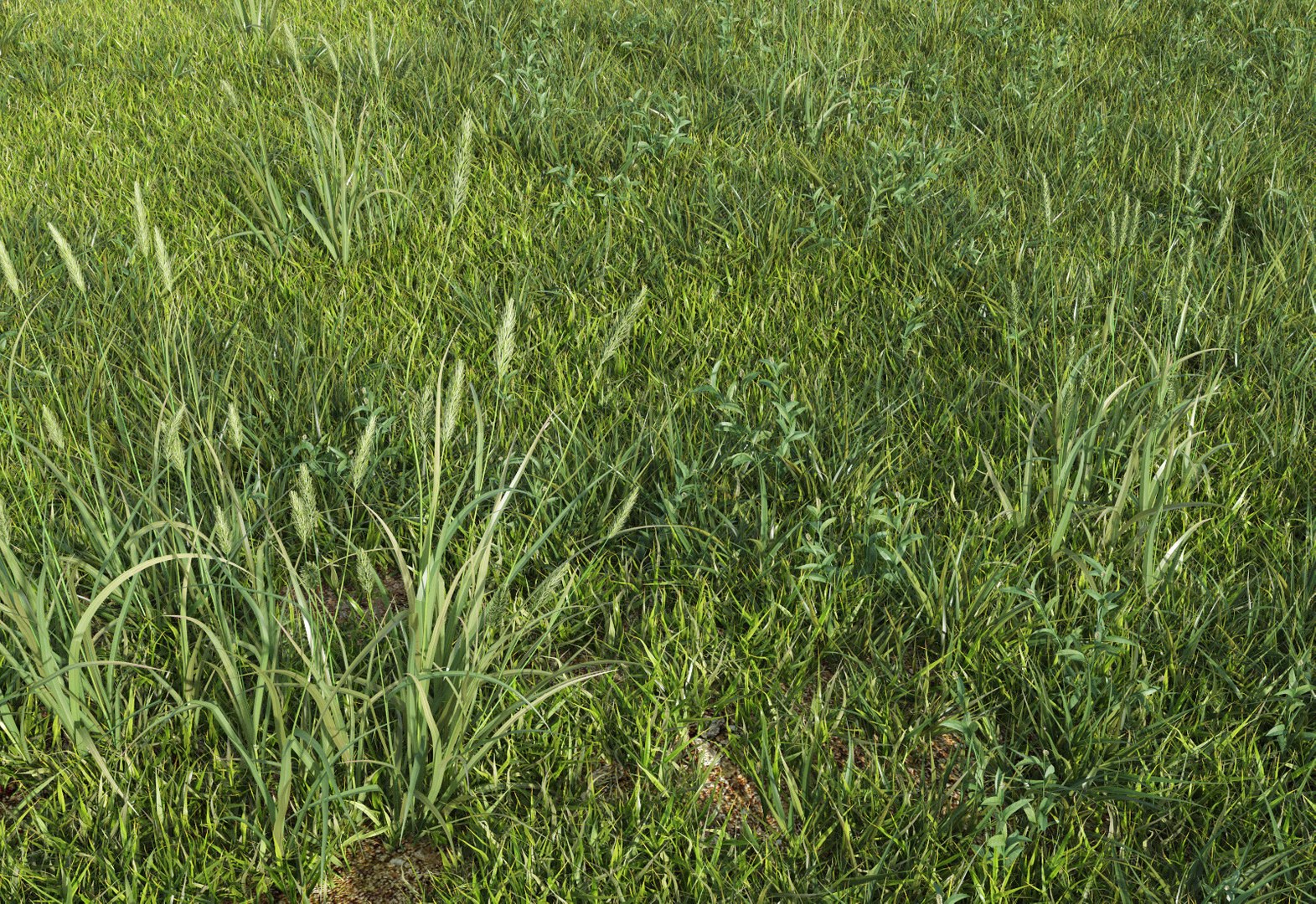 3d grass lawn https://p.turbosquid.com/ts-thumb/79/EKOuaN/4n0vj0eN/grass4b3/jpg/1580279123/1920x1080/fit_q87/a03938be311c1c76989c7f3e637105b237f1435a/grass4b3.jpg