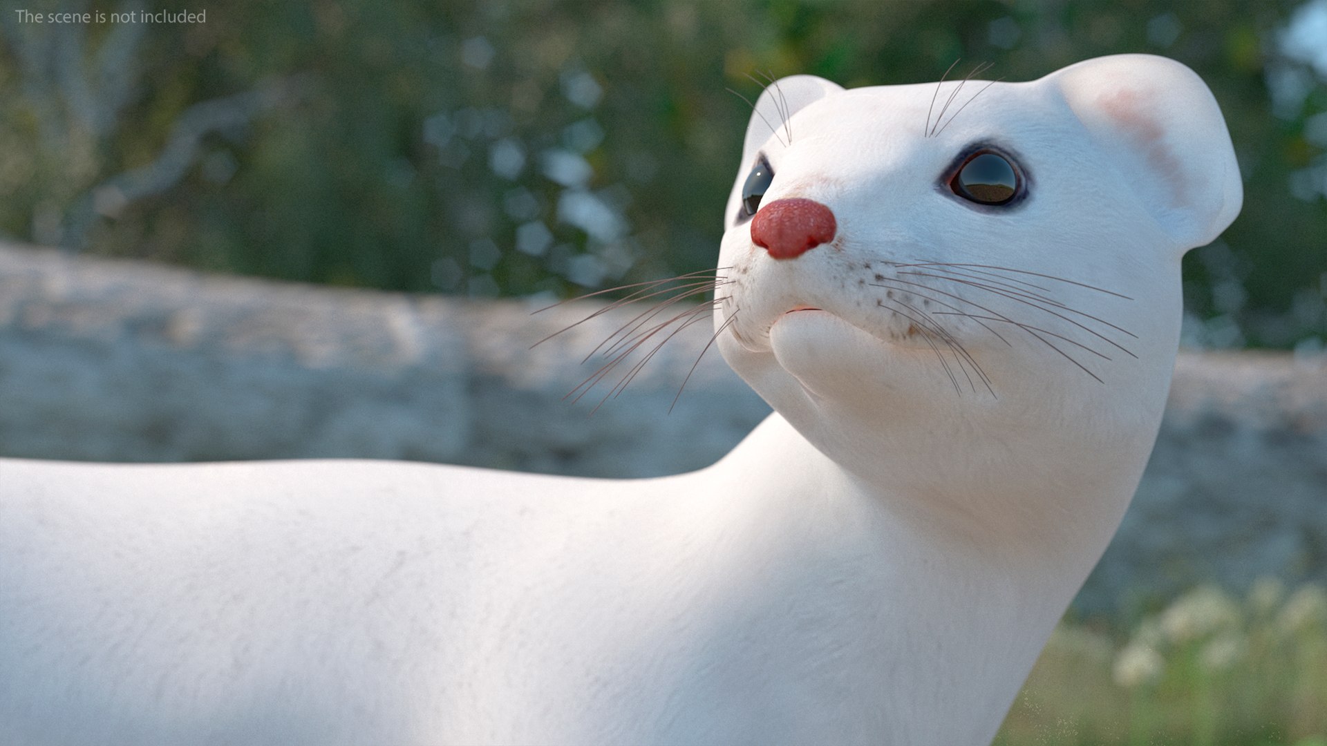 3D Ermine Mammal White Rigged for Cinema 4D model https://p.turbosquid.com/ts-thumb/79/Hibklx/0W/erminemammalwhiteriggedforcinema4d3dmodel011/jpg/1721265569/1920x1080/fit_q87/5ab92c9b2a97af71f974ff2309564cd42c680ee1/erminemammalwhiteriggedforcinema4d3dmodel011.jpg