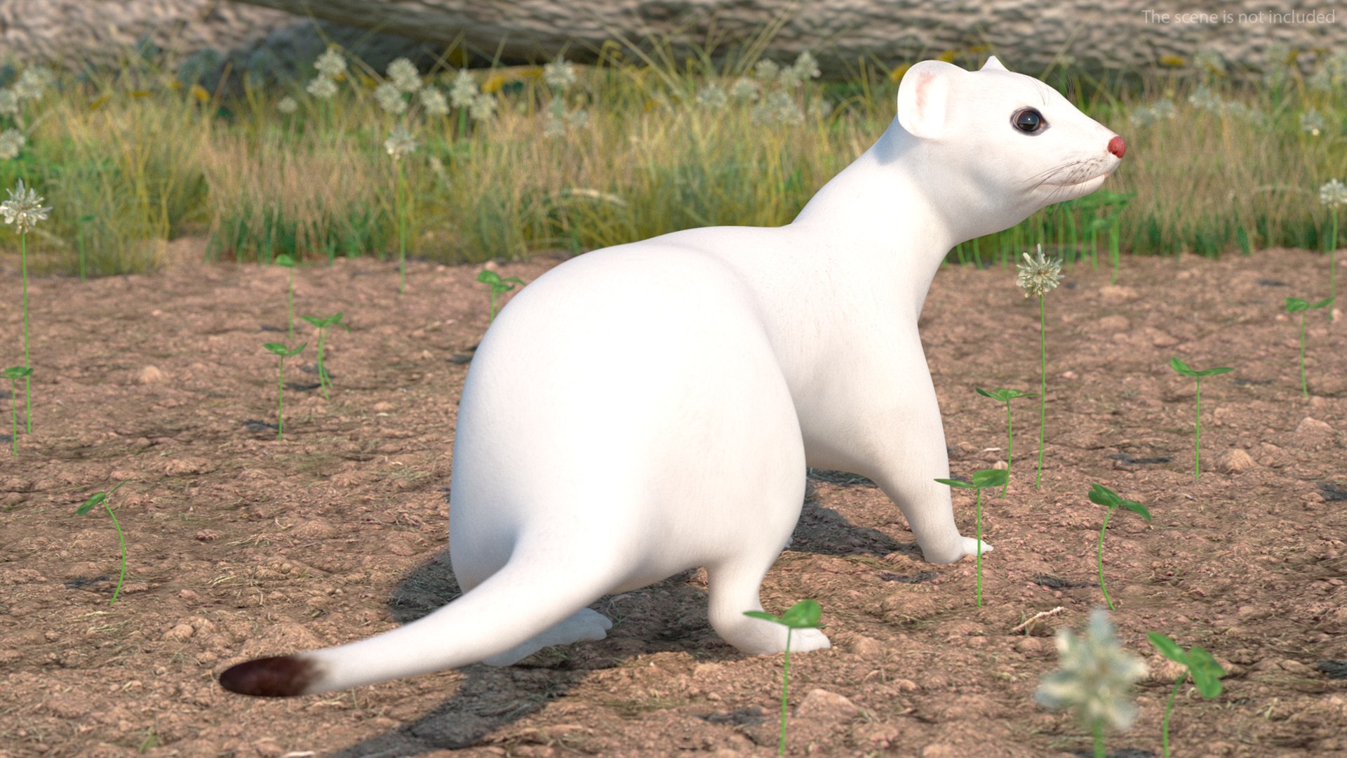 3D Ermine Mammal White Rigged for Cinema 4D model https://p.turbosquid.com/ts-thumb/79/Hibklx/5e/erminemammalwhiteriggedforcinema4d3dmodel007/jpg/1721265548/1920x1080/fit_q87/6af24fb89fd3e12317b5d93dcbd155764f80760d/erminemammalwhiteriggedforcinema4d3dmodel007.jpg