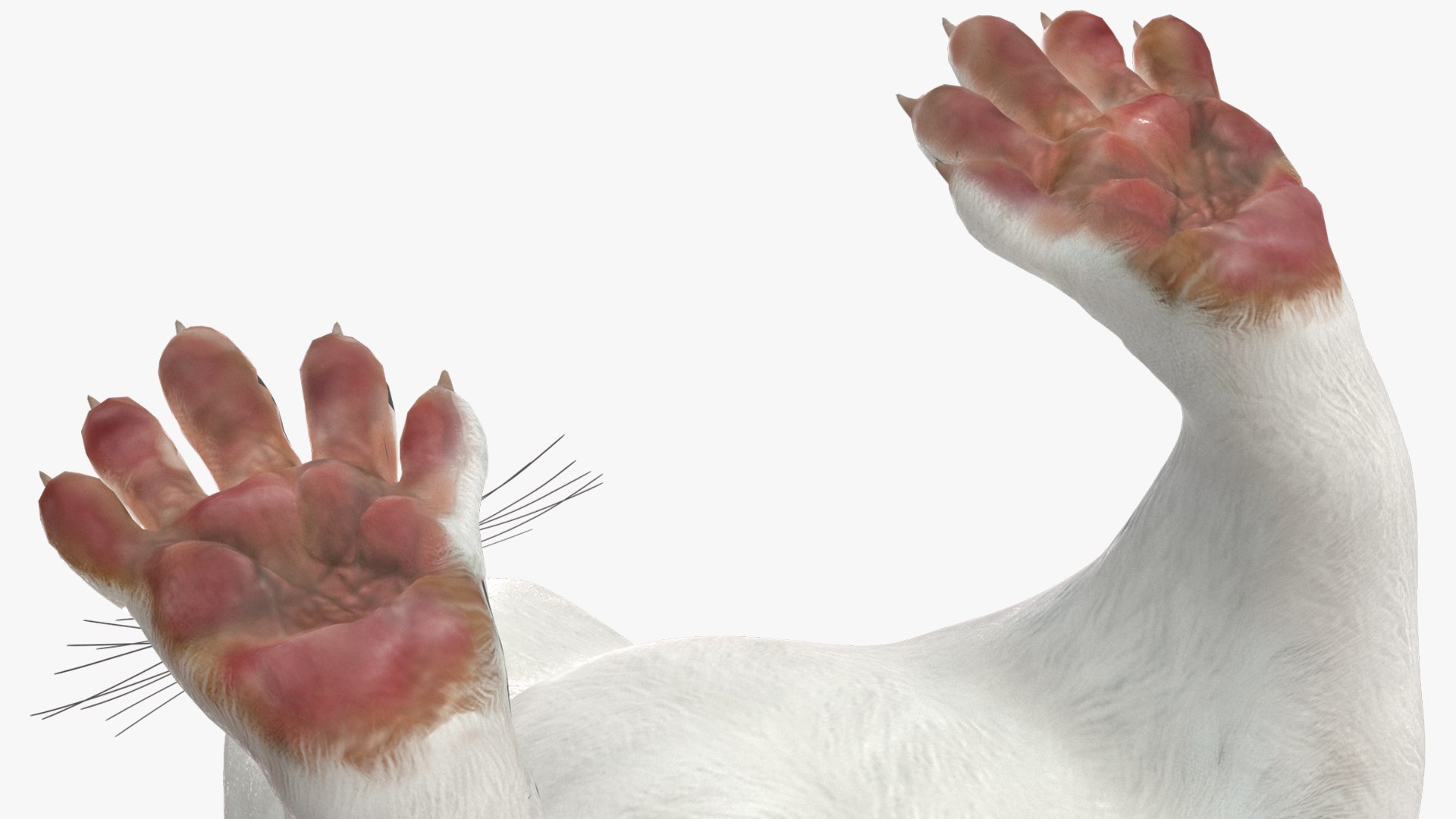 3D Ermine Mammal White Rigged for Cinema 4D model https://p.turbosquid.com/ts-thumb/79/Hibklx/9C/erminemammalwhiteriggedforcinema4d3dmodel024/jpg/1721265614/1920x1080/fit_q87/78449334fcc305db7617f62684f235850b8e72e6/erminemammalwhiteriggedforcinema4d3dmodel024.jpg