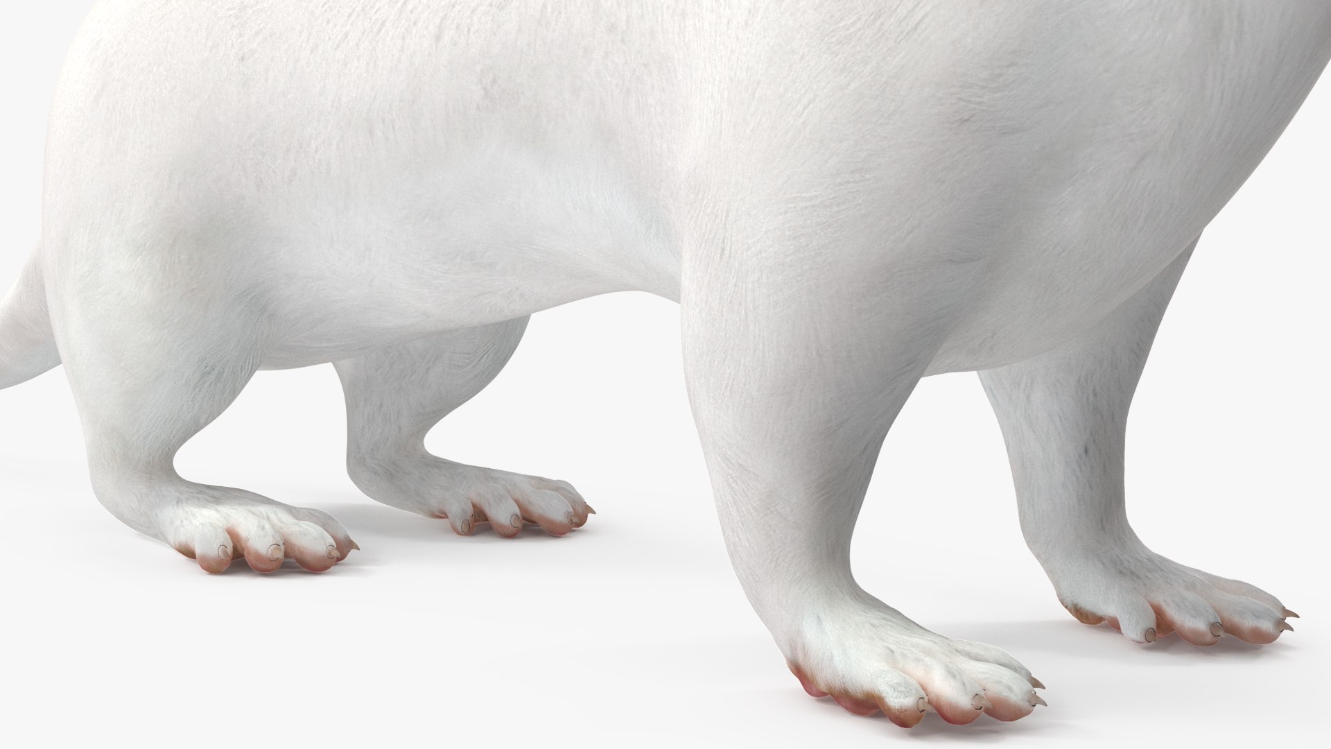 3D Ermine Mammal White Rigged for Cinema 4D model https://p.turbosquid.com/ts-thumb/79/Hibklx/D5/erminemammalwhiteriggedforcinema4d3dmodel027/jpg/1721265624/1920x1080/fit_q87/7f7762e35a2f799a86c38b0111ae57c17de90dad/erminemammalwhiteriggedforcinema4d3dmodel027.jpg