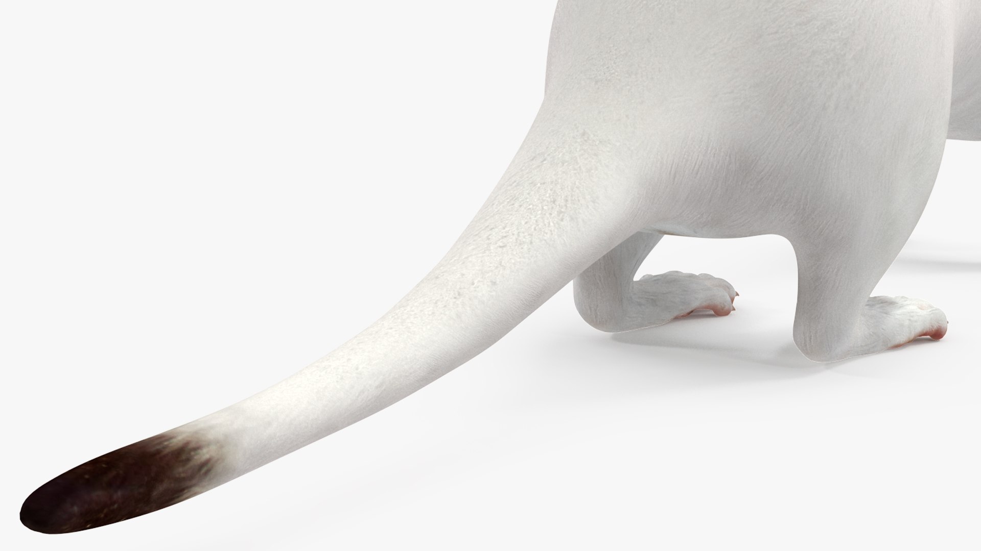 3D Ermine Mammal White Rigged for Cinema 4D model https://p.turbosquid.com/ts-thumb/79/Hibklx/FE/erminemammalwhiteriggedforcinema4d3dmodel029/jpg/1721265630/1920x1080/fit_q87/1b9b5ec3015d240dc44587cf0f769b0b960b5718/erminemammalwhiteriggedforcinema4d3dmodel029.jpg
