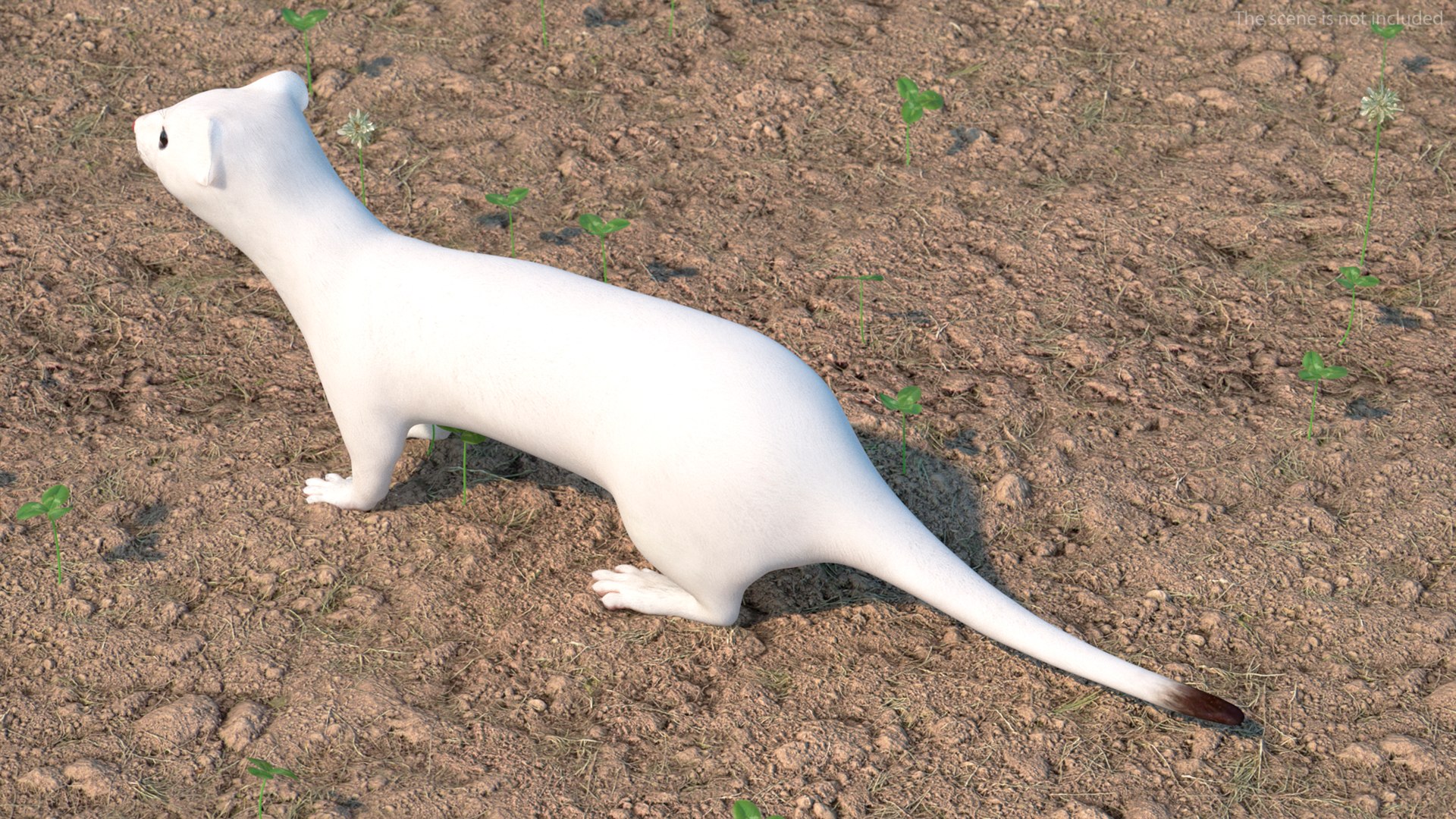 3D Ermine Mammal White Rigged for Cinema 4D model https://p.turbosquid.com/ts-thumb/79/Hibklx/G9/erminemammalwhiteriggedforcinema4d3dmodel008/jpg/1721265554/1920x1080/fit_q87/3964c4aeb9de736bebd86263a1a3b01e22bd8710/erminemammalwhiteriggedforcinema4d3dmodel008.jpg