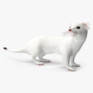 Ermine Mammal White Rigged for Cinema 4D