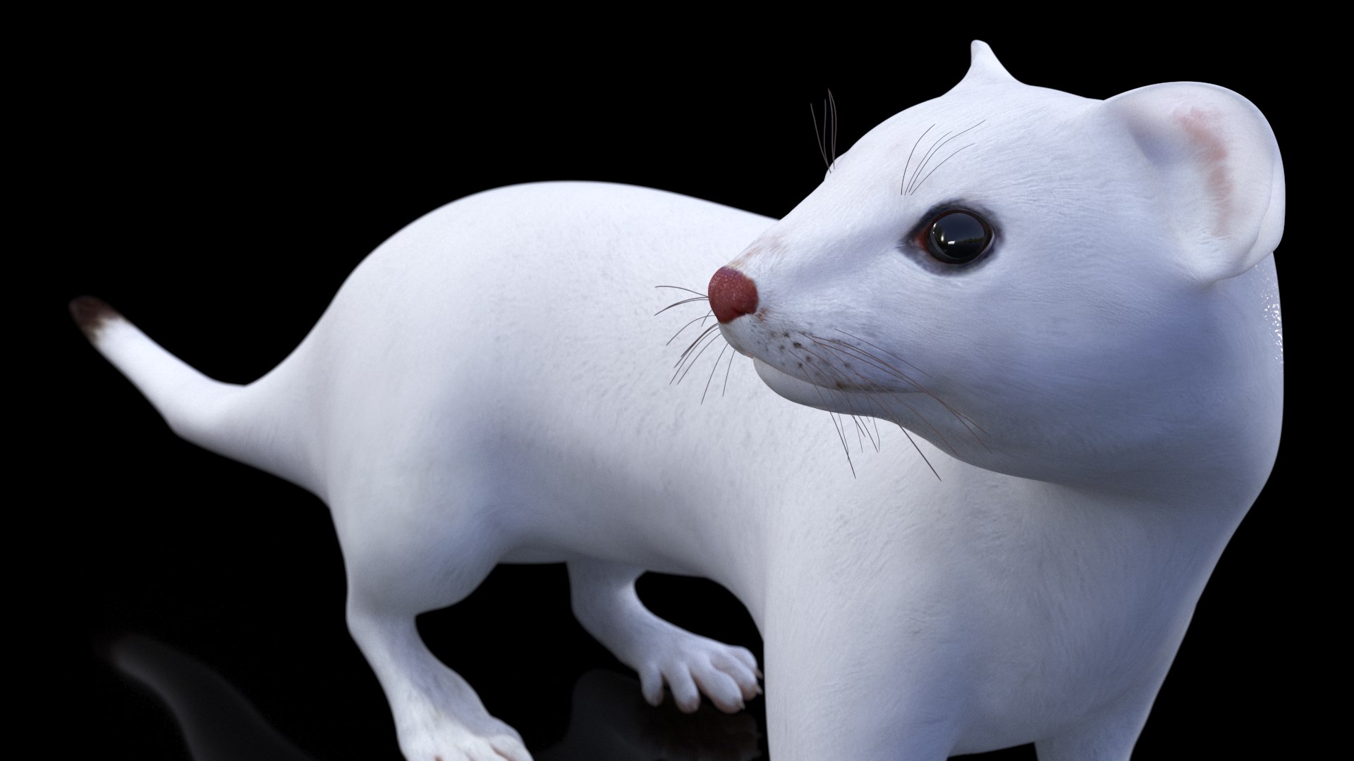 3D Ermine Mammal White Rigged for Cinema 4D model https://p.turbosquid.com/ts-thumb/79/Hibklx/Jw/erminemammalwhiteriggedforcinema4d3dmodel014/jpg/1721265579/1920x1080/fit_q87/1adc38709f24a7244150de8905dd7f4cca02a5ed/erminemammalwhiteriggedforcinema4d3dmodel014.jpg
