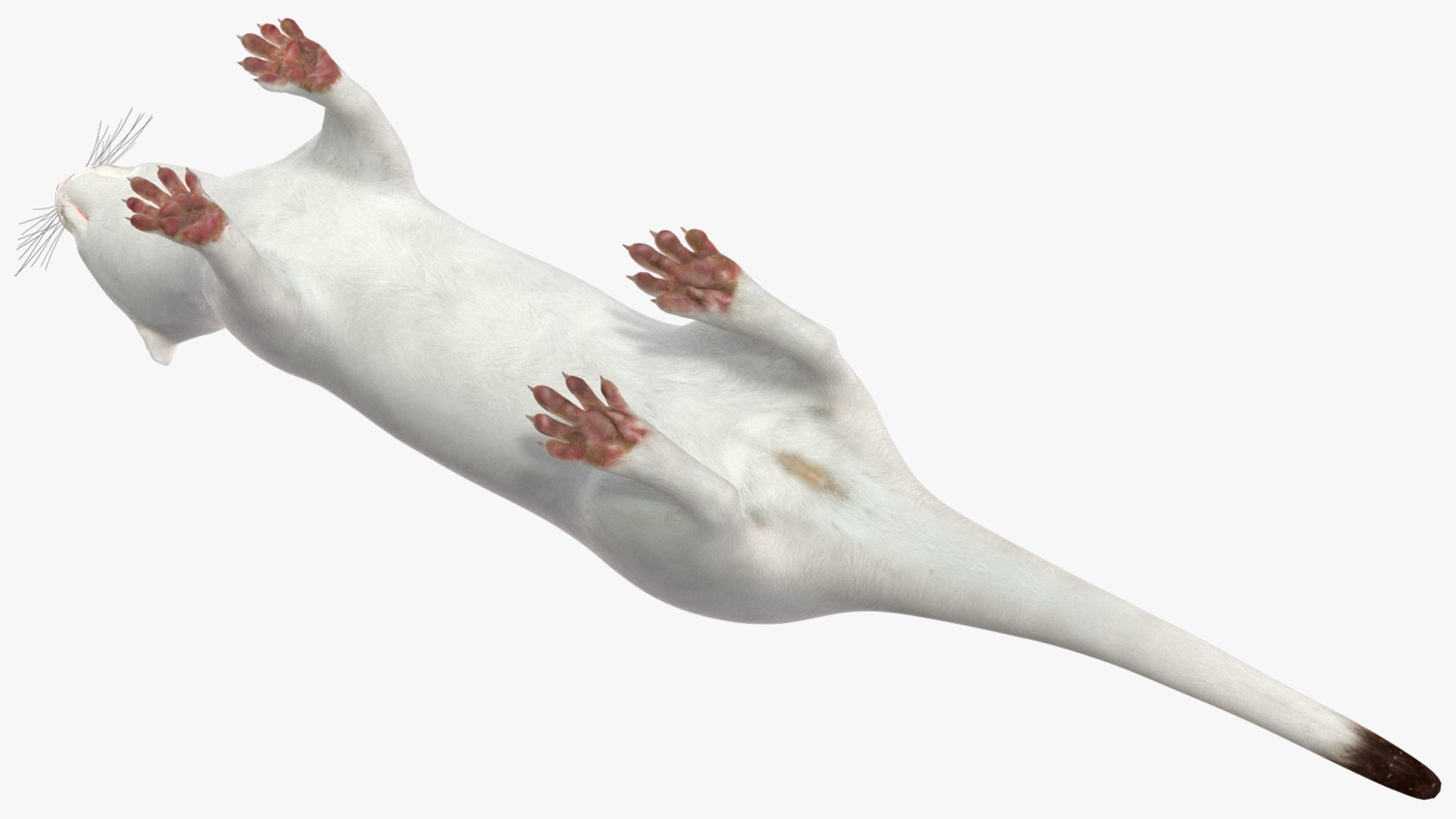 3D Ermine Mammal White Rigged for Cinema 4D model https://p.turbosquid.com/ts-thumb/79/Hibklx/Jx/erminemammalwhiteriggedforcinema4d3dmodel021/jpg/1721265603/1920x1080/fit_q87/ee66c69f451898a39f5bfe86566f643da012c62e/erminemammalwhiteriggedforcinema4d3dmodel021.jpg