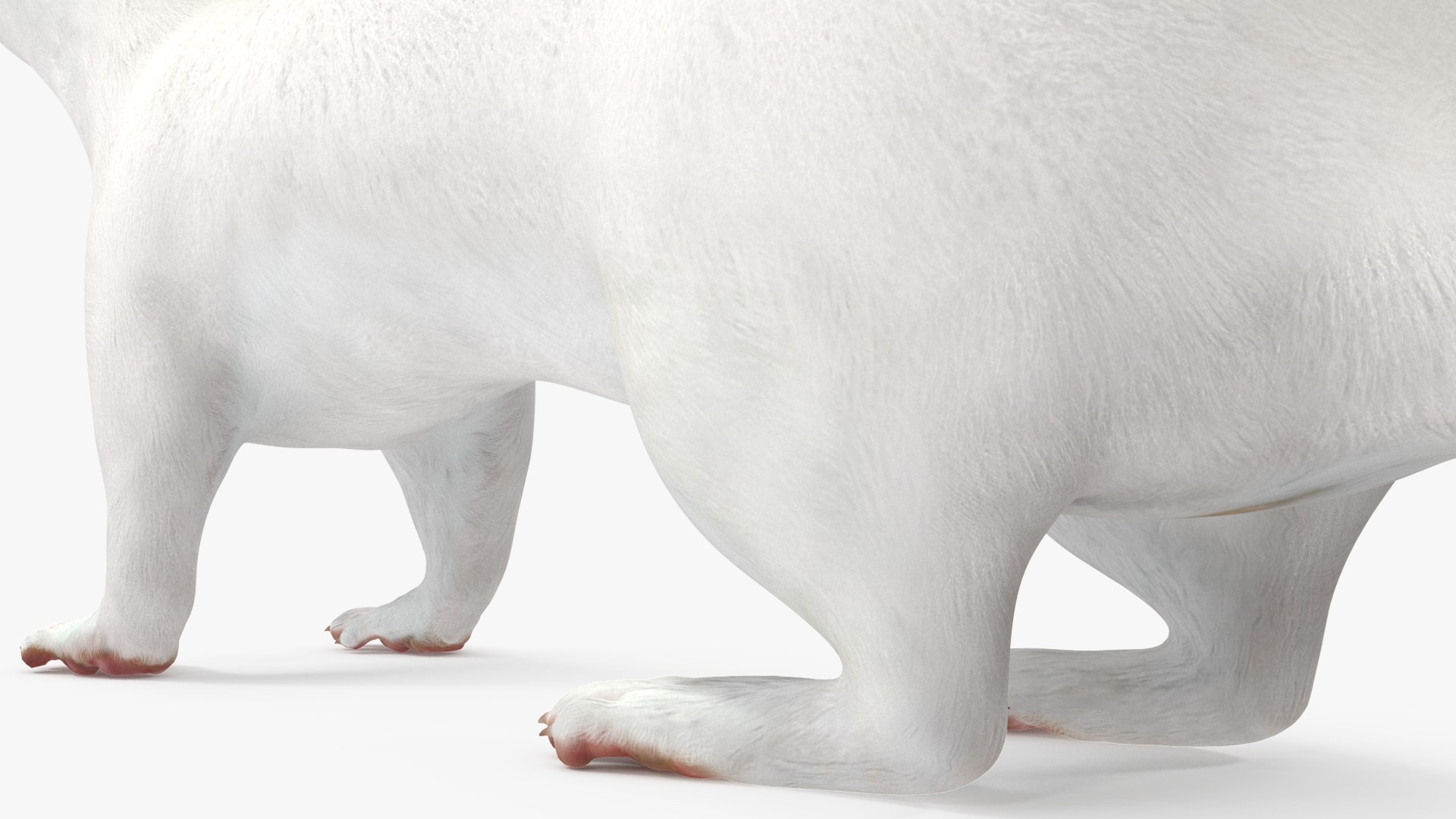 3D Ermine Mammal White Rigged for Cinema 4D model https://p.turbosquid.com/ts-thumb/79/Hibklx/Px/erminemammalwhiteriggedforcinema4d3dmodel028/jpg/1721265627/1920x1080/fit_q87/39101c7ca300215282ed7a828ae5bd74e6a388c2/erminemammalwhiteriggedforcinema4d3dmodel028.jpg