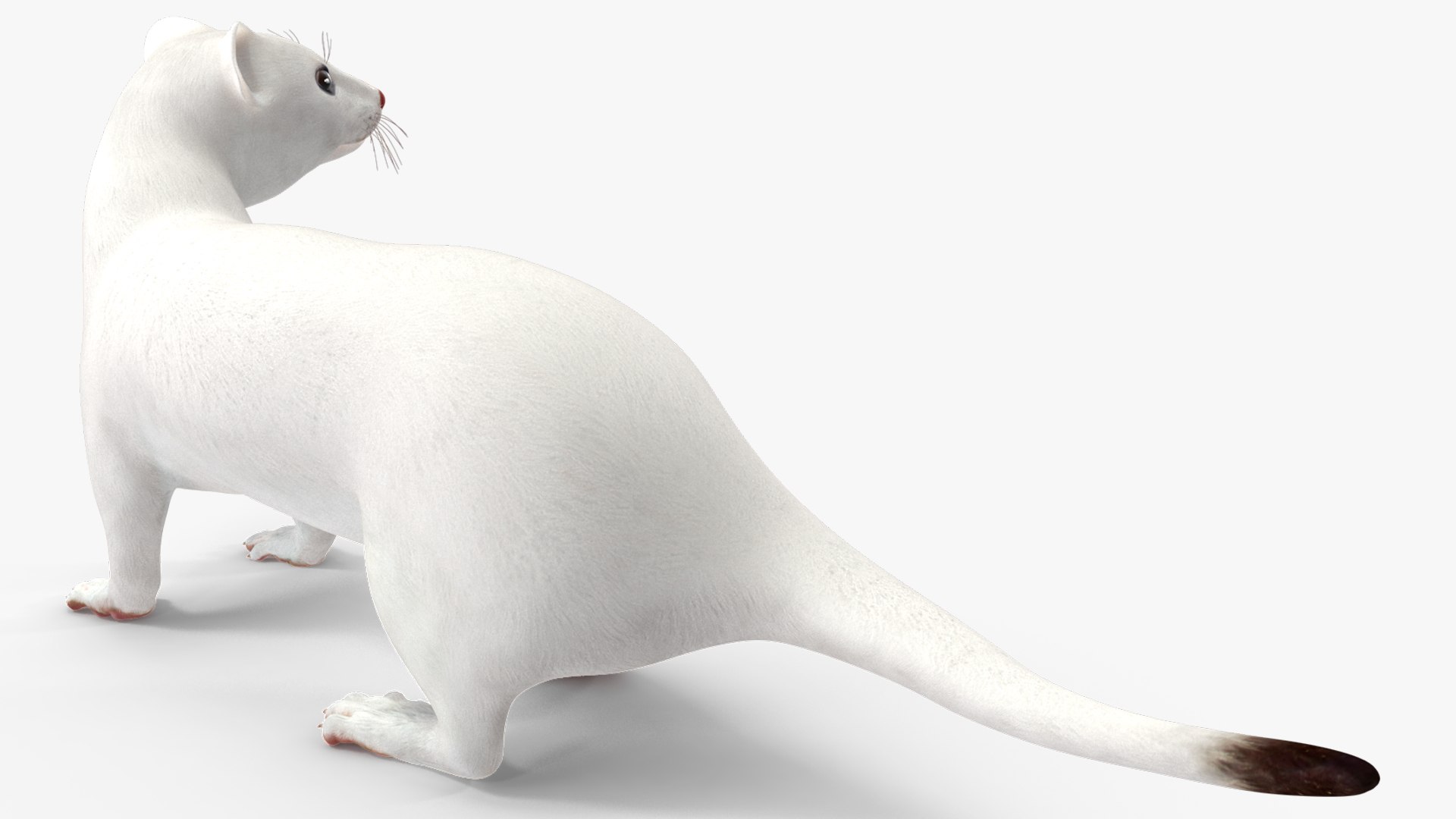3D Ermine Mammal White Rigged for Cinema 4D model https://p.turbosquid.com/ts-thumb/79/Hibklx/Wu/erminemammalwhiteriggedforcinema4d3dmodel018/jpg/1721265592/1920x1080/fit_q87/09590ddfa311e27e79bb8fe0a4aa836eb064142c/erminemammalwhiteriggedforcinema4d3dmodel018.jpg