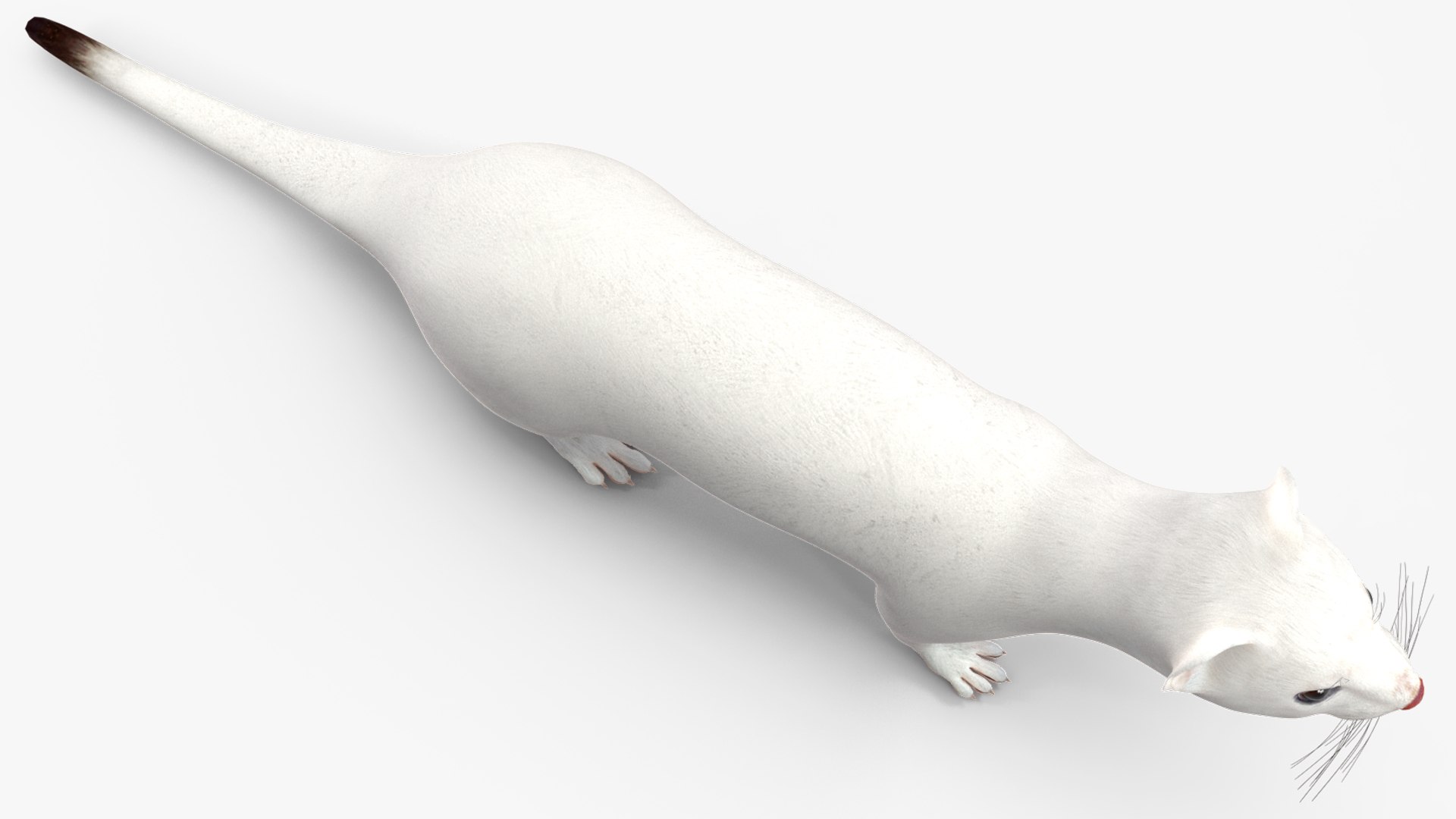 3D Ermine Mammal White Rigged for Cinema 4D model https://p.turbosquid.com/ts-thumb/79/Hibklx/aE/erminemammalwhiteriggedforcinema4d3dmodel020/jpg/1721265599/1920x1080/fit_q87/b132054f9117678e42d48e6475bb8241690598ed/erminemammalwhiteriggedforcinema4d3dmodel020.jpg