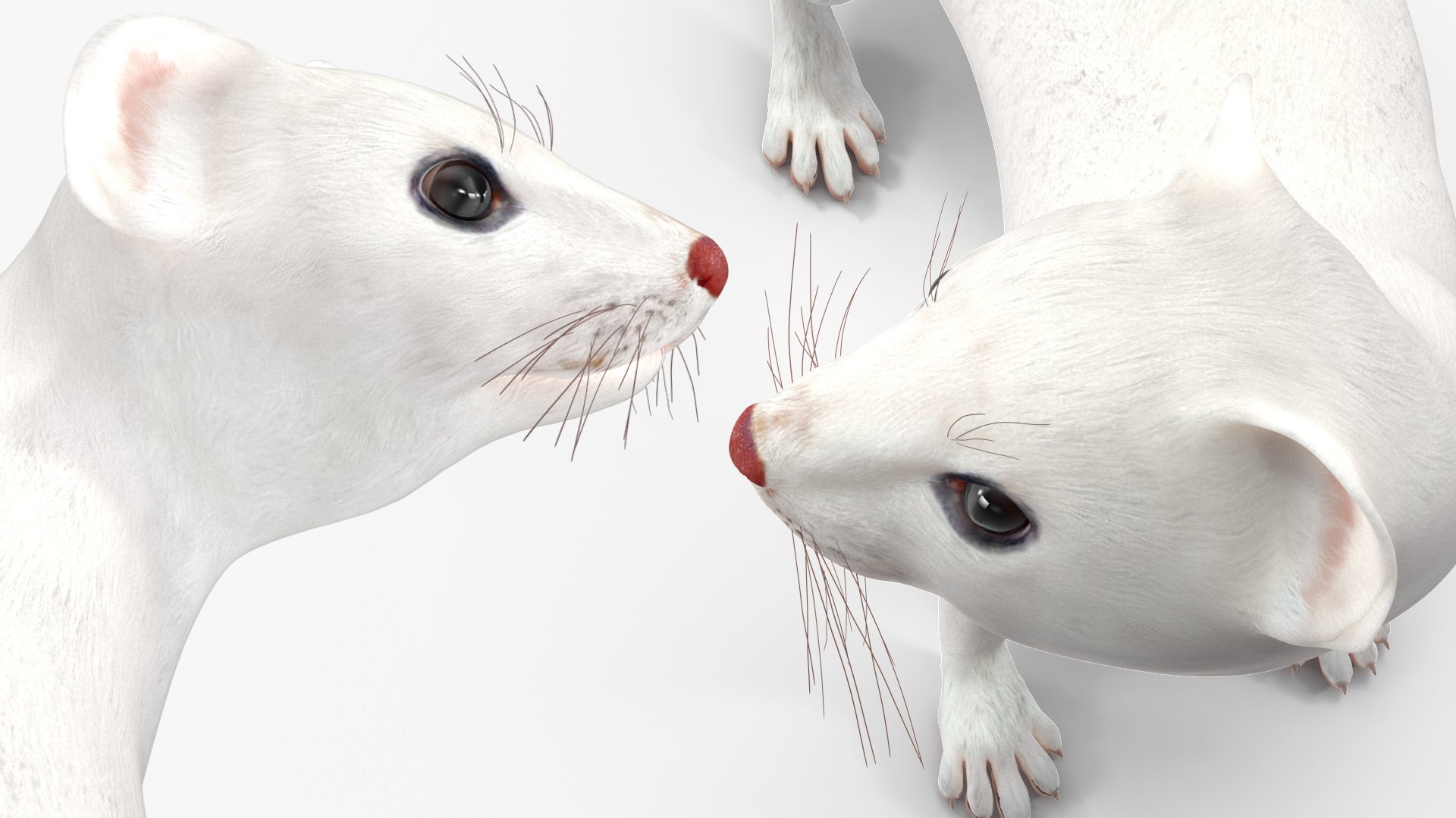 3D Ermine Mammal White Rigged for Cinema 4D model https://p.turbosquid.com/ts-thumb/79/Hibklx/n9/erminemammalwhiteriggedforcinema4d3dmodel031/jpg/1721265637/1920x1080/fit_q87/546e1844764aeba2d32cb3f38cf5f1ba6ae690d3/erminemammalwhiteriggedforcinema4d3dmodel031.jpg