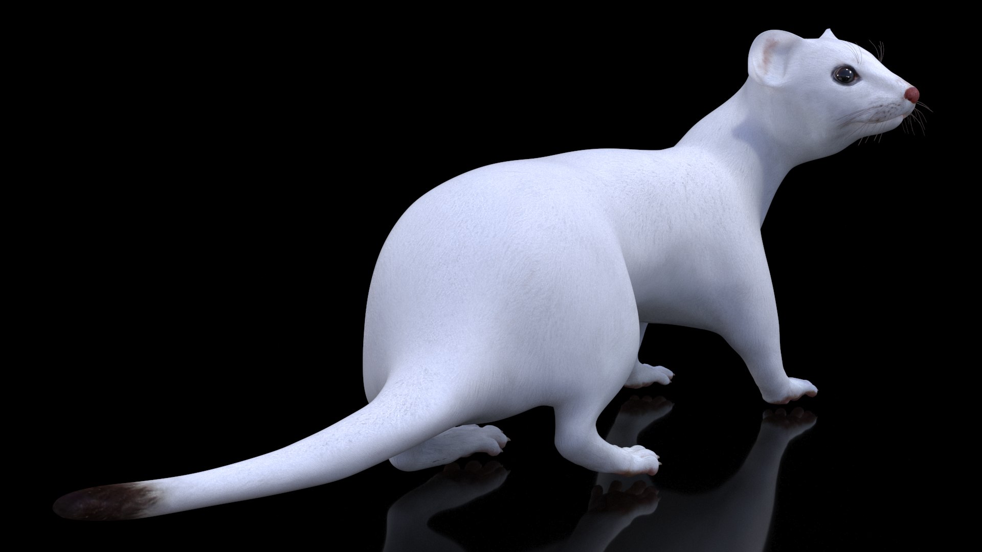 3D Ermine Mammal White Rigged for Cinema 4D model https://p.turbosquid.com/ts-thumb/79/Hibklx/qM/erminemammalwhiteriggedforcinema4d3dmodel013/jpg/1721265576/1920x1080/fit_q87/2c79430d07b96fe1547be94f58f8a535218204a3/erminemammalwhiteriggedforcinema4d3dmodel013.jpg