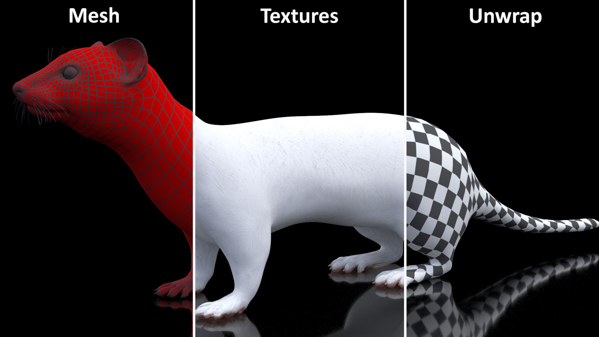3D Ermine Mammal White Rigged for Cinema 4D model https://p.turbosquid.com/ts-thumb/79/Hibklx/ro/erminemammalwhiteriggedforcinema4d3dmodel032/jpg/1721265641/1920x1080/fit_q87/c83a71f9a8ade6dd88381ca26789880dfd5985b4/erminemammalwhiteriggedforcinema4d3dmodel032.jpg