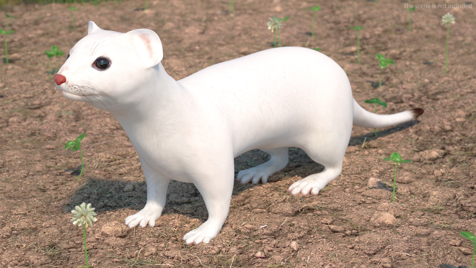 3D Ermine Mammal White Rigged for Cinema 4D model https://p.turbosquid.com/ts-thumb/79/Hibklx/tS/erminemammalwhiteriggedforcinema4d3dmodel006/jpg/1721265543/1920x1080/fit_q87/fabab2d17d1da73a65dcbacbdce501fb570f9cf6/erminemammalwhiteriggedforcinema4d3dmodel006.jpg