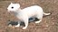 Ermine Mammal White Rigged for Cinema 4D