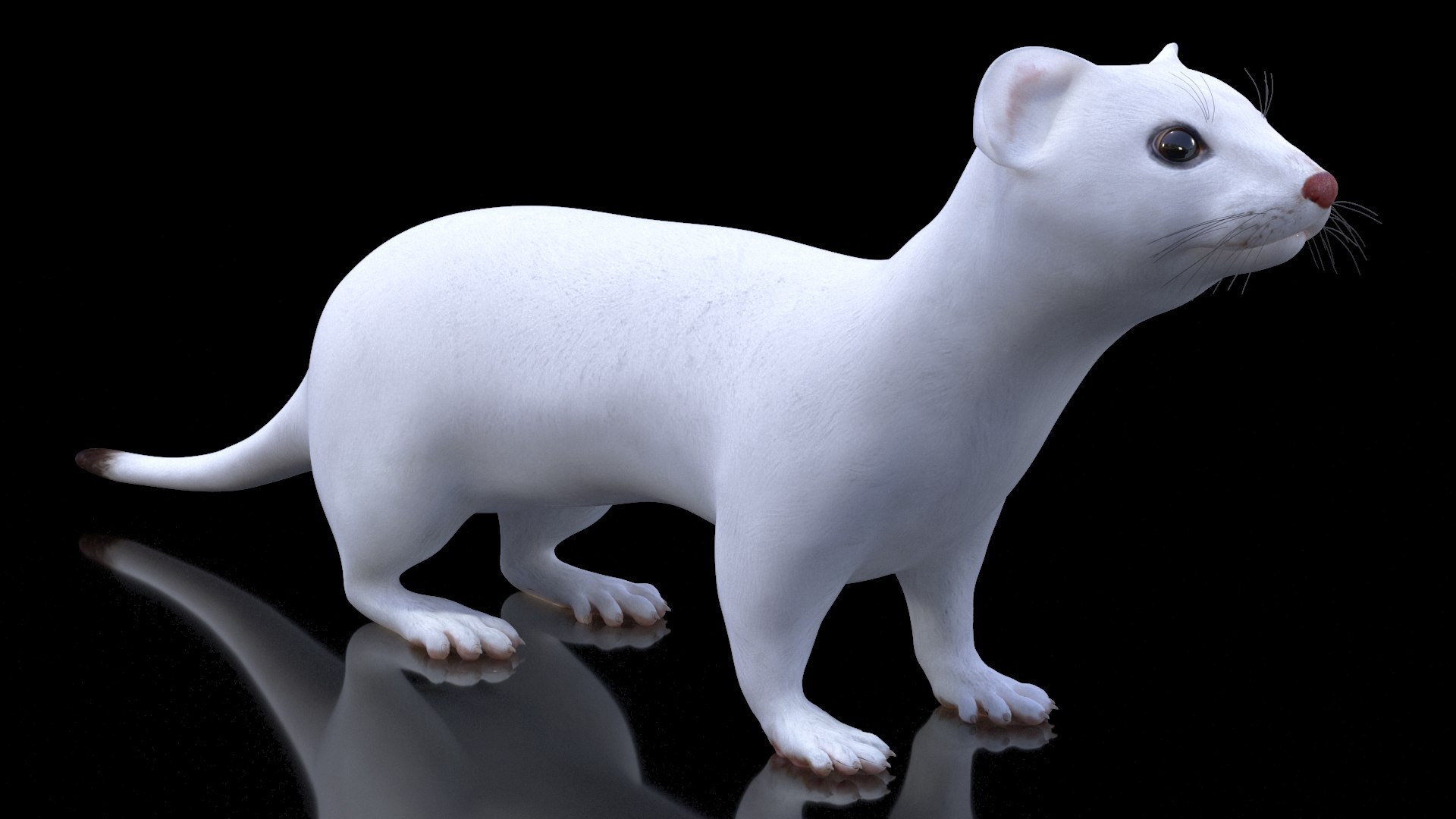 3D Ermine Mammal White Rigged for Cinema 4D model https://p.turbosquid.com/ts-thumb/79/Hibklx/tj/erminemammalwhiteriggedforcinema4d3dmodel012/jpg/1721265572/1920x1080/fit_q87/5a6094a05969e25baa7f971ccd65fa9f3e40510c/erminemammalwhiteriggedforcinema4d3dmodel012.jpg