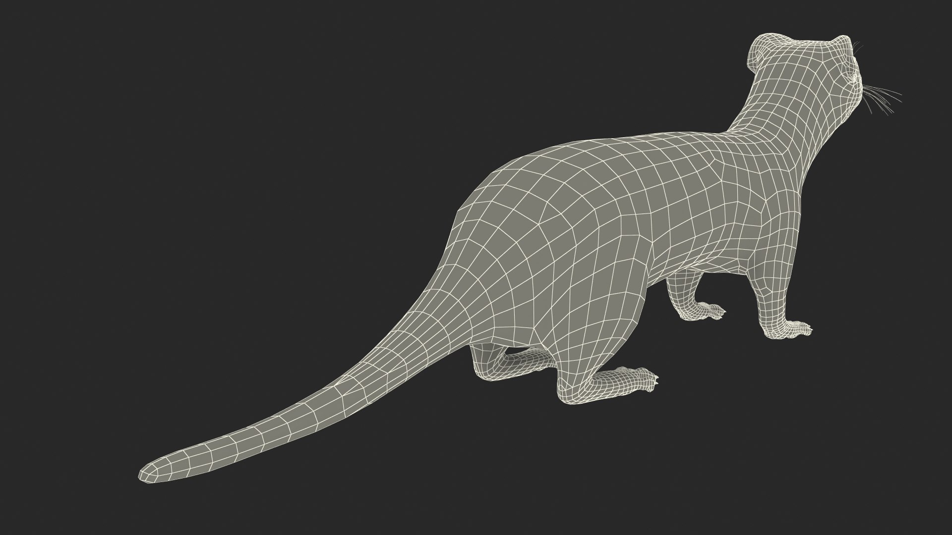 3D Ermine Mammal White Rigged for Cinema 4D model https://p.turbosquid.com/ts-thumb/79/Hibklx/xE/erminemammalwhiteriggedforcinema4d3dmodel039/jpg/1721265665/1920x1080/fit_q87/4594ea64a184dab9d127671c88c4733ccbd62615/erminemammalwhiteriggedforcinema4d3dmodel039.jpg