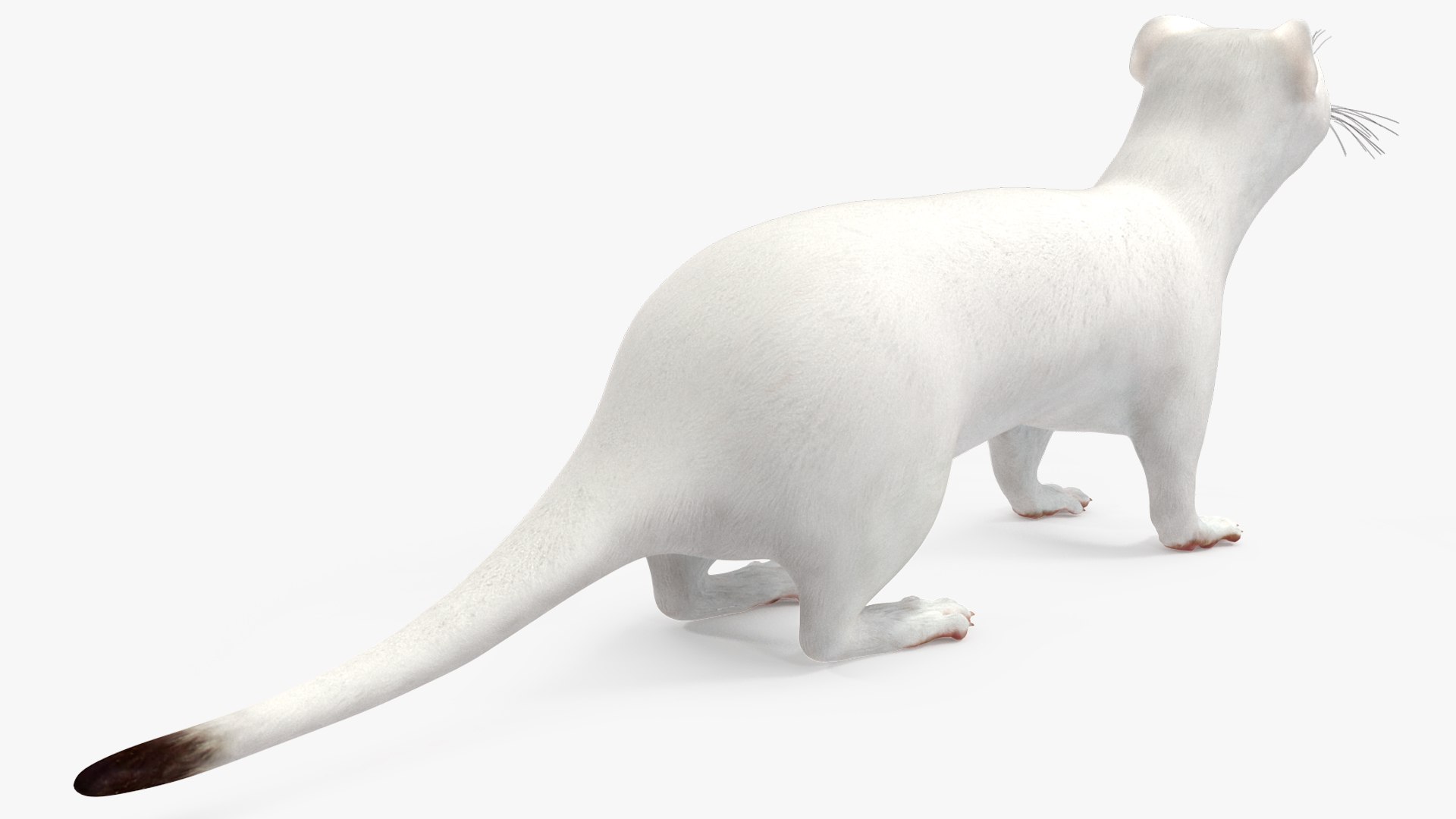 3D Ermine Mammal White Rigged for Cinema 4D model https://p.turbosquid.com/ts-thumb/79/Hibklx/zo/erminemammalwhiteriggedforcinema4d3dmodel017/jpg/1721265589/1920x1080/fit_q87/bf74ff6f6c8d71ed803fae2ee3275fd6de3823ee/erminemammalwhiteriggedforcinema4d3dmodel017.jpg