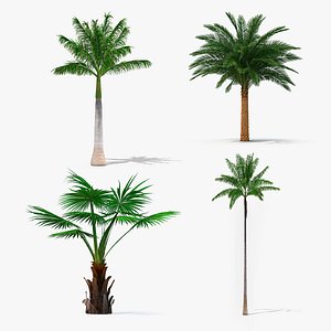 3D palms roystonea regia