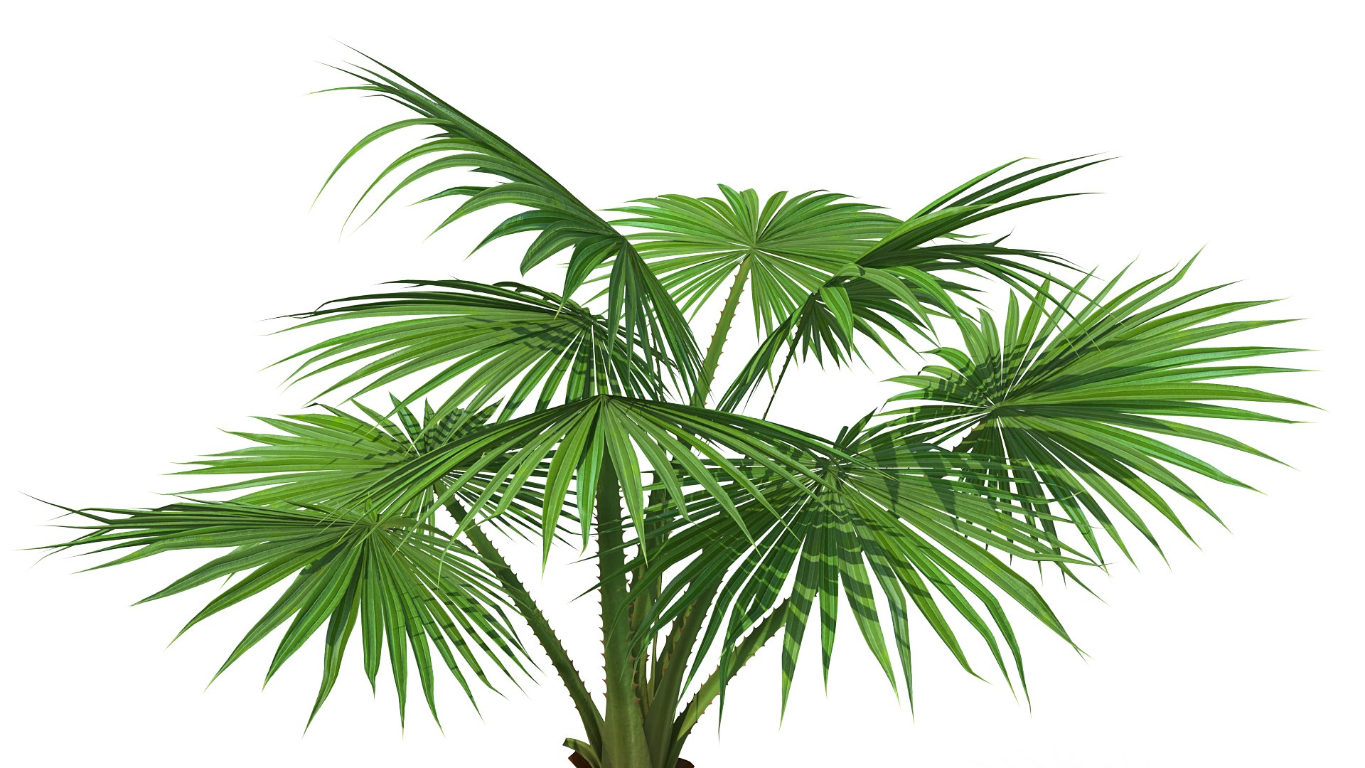 3D Palms Roystonea Regia - TurboSquid 1544942