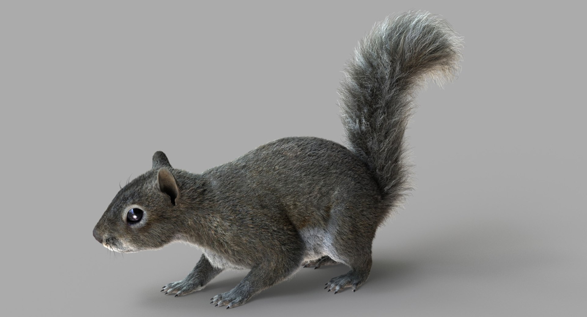 3D Squirrel Fur 2 - TurboSquid 1300392