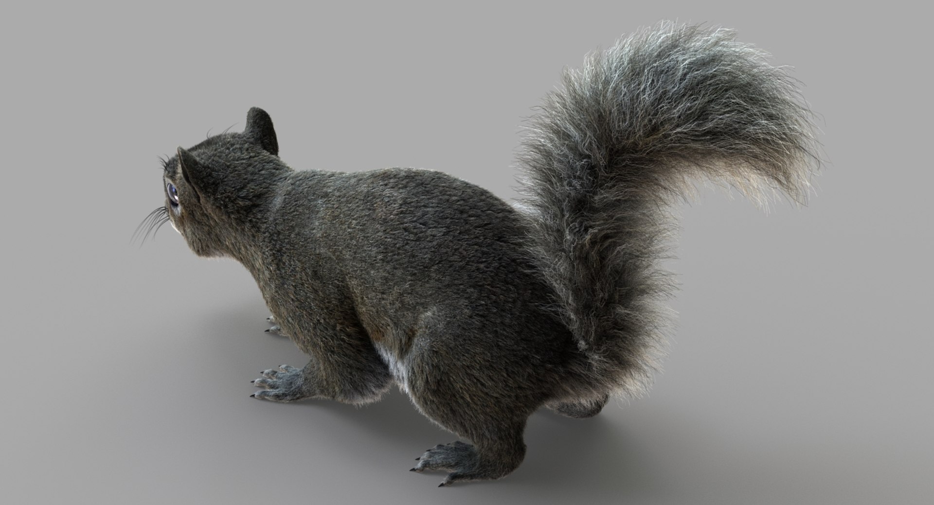 3D Squirrel Fur 2 - TurboSquid 1300392