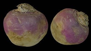 Turnip Scan 3D model