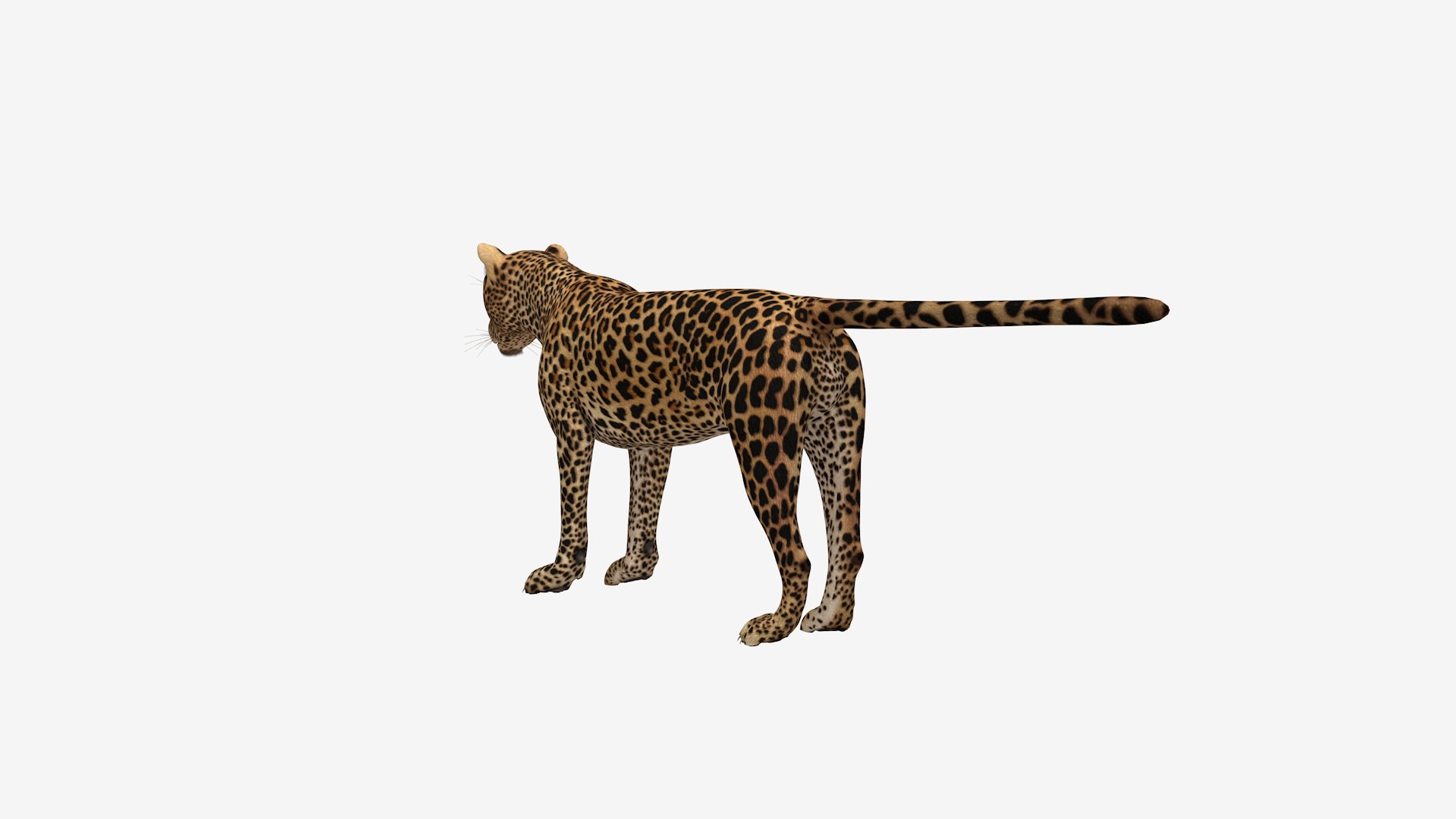 Leopard Model - TurboSquid 2369894