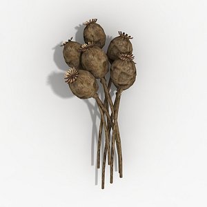 3d dry poppy