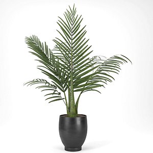 palm plant indoor outdoor 3D model