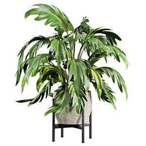Plant