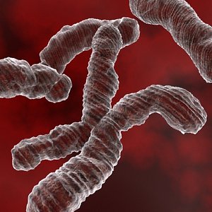 chromosomes human medical 3d model