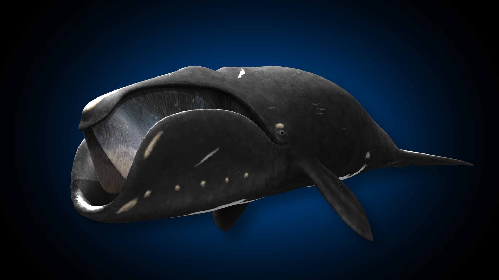 3D North Atlantic Right Whale https://p.turbosquid.com/ts-thumb/7A/5piqo3/9A/narw_swima/jpg/1697791493/1920x1080/turn_fit_q99/50c06dfbd866a061ac575dedb6f109771efe6a99/narw_swima-1.jpg