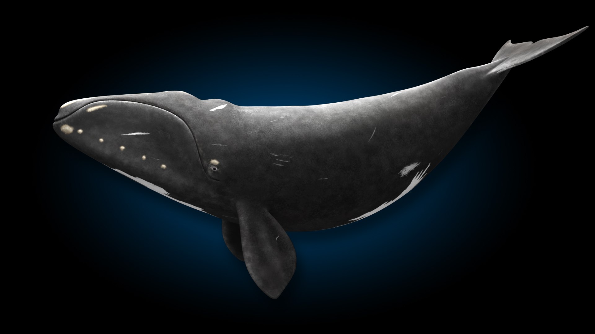 3D North Atlantic Right Whale https://p.turbosquid.com/ts-thumb/7A/5piqo3/Wj/hd_narw_c2/jpg/1697782512/1920x1080/fit_q87/1d87cdd3bd39650307522147ec7093d5f8feeb90/hd_narw_c2.jpg