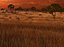 Sunset Savannah