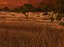 Sunset Savannah