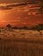 Sunset Savannah