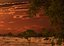 Sunset Savannah