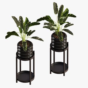 Banana Plant Set Ikea Olivblad 3 3D model