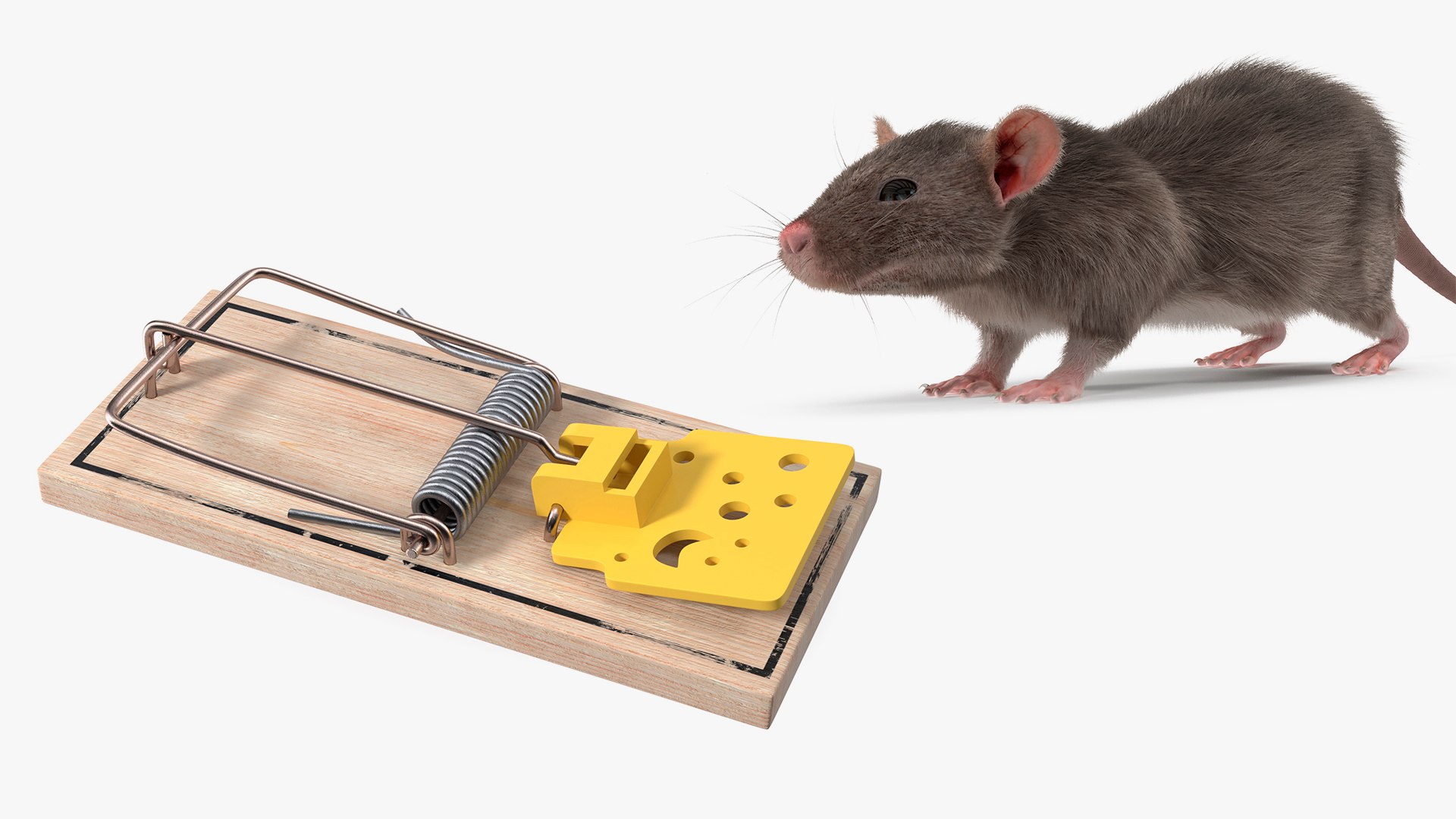 3D Rigged Rat With Trigger Trap Collection Model - TurboSquid 1784998