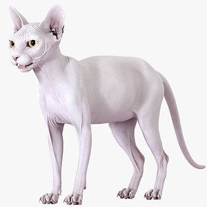 3D Sphynx Cat White model