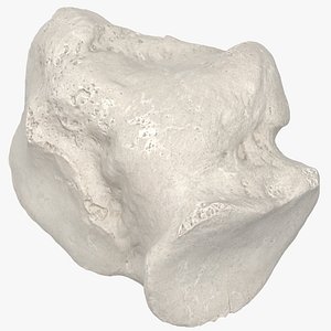 Real Cuboid Bone 01 White