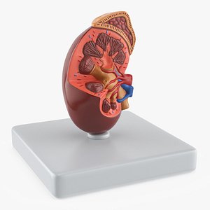 3D Kidney Inside Medical Model