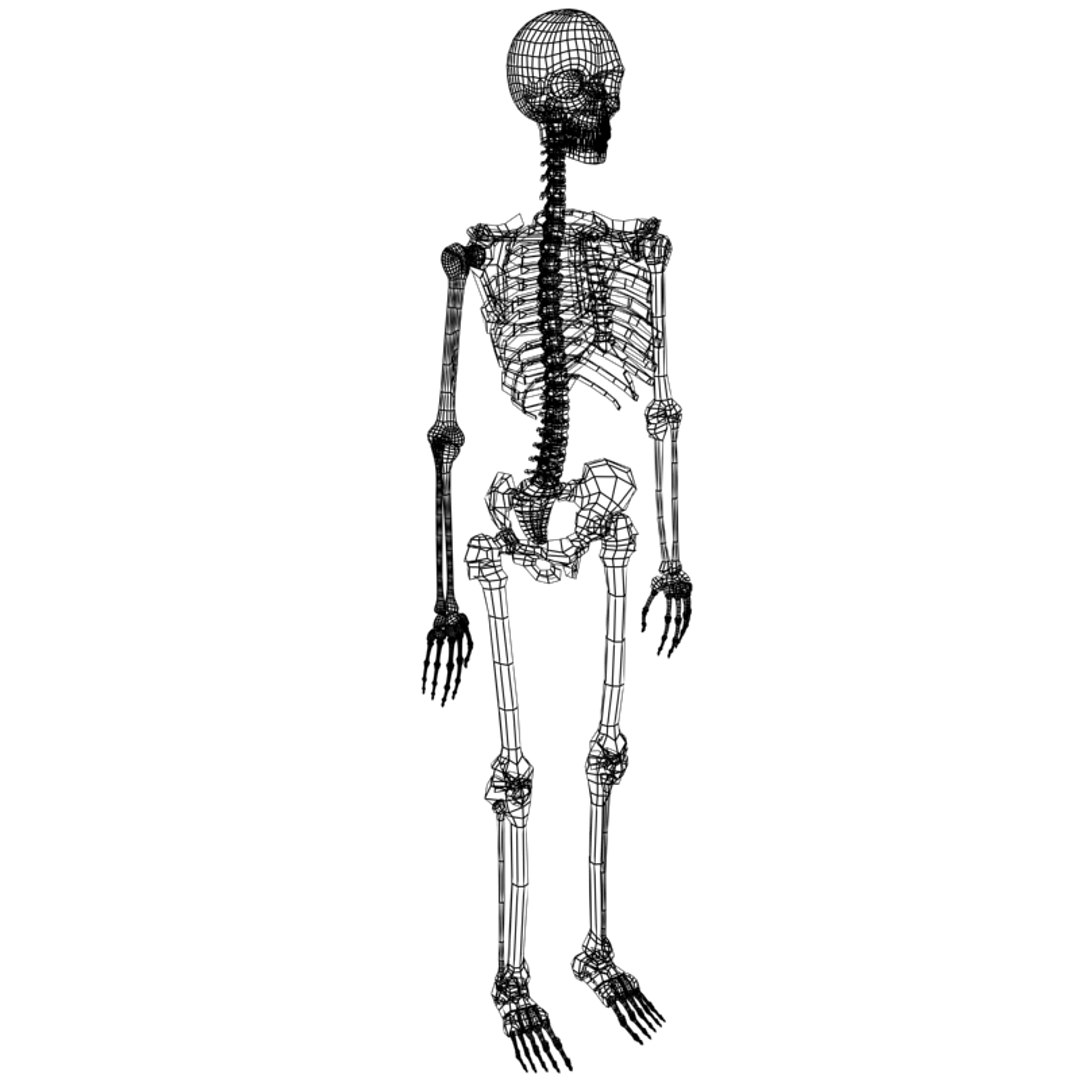 3d Model Human Skeleton