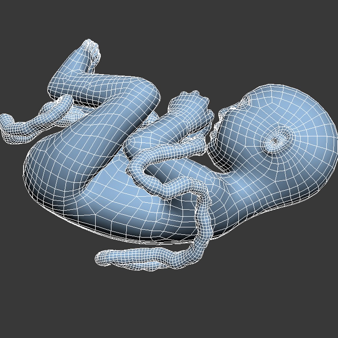 human fetus 3d 3ds https://p.turbosquid.com/ts-thumb/7B/K1hvXm/52pDleI7/baby_9months00082/jpg/1338814842/1920x1080/fit_q87/65a8ce4de7ea02df7b727915bb8799ad07a86ee4/baby_9months00082.jpg
