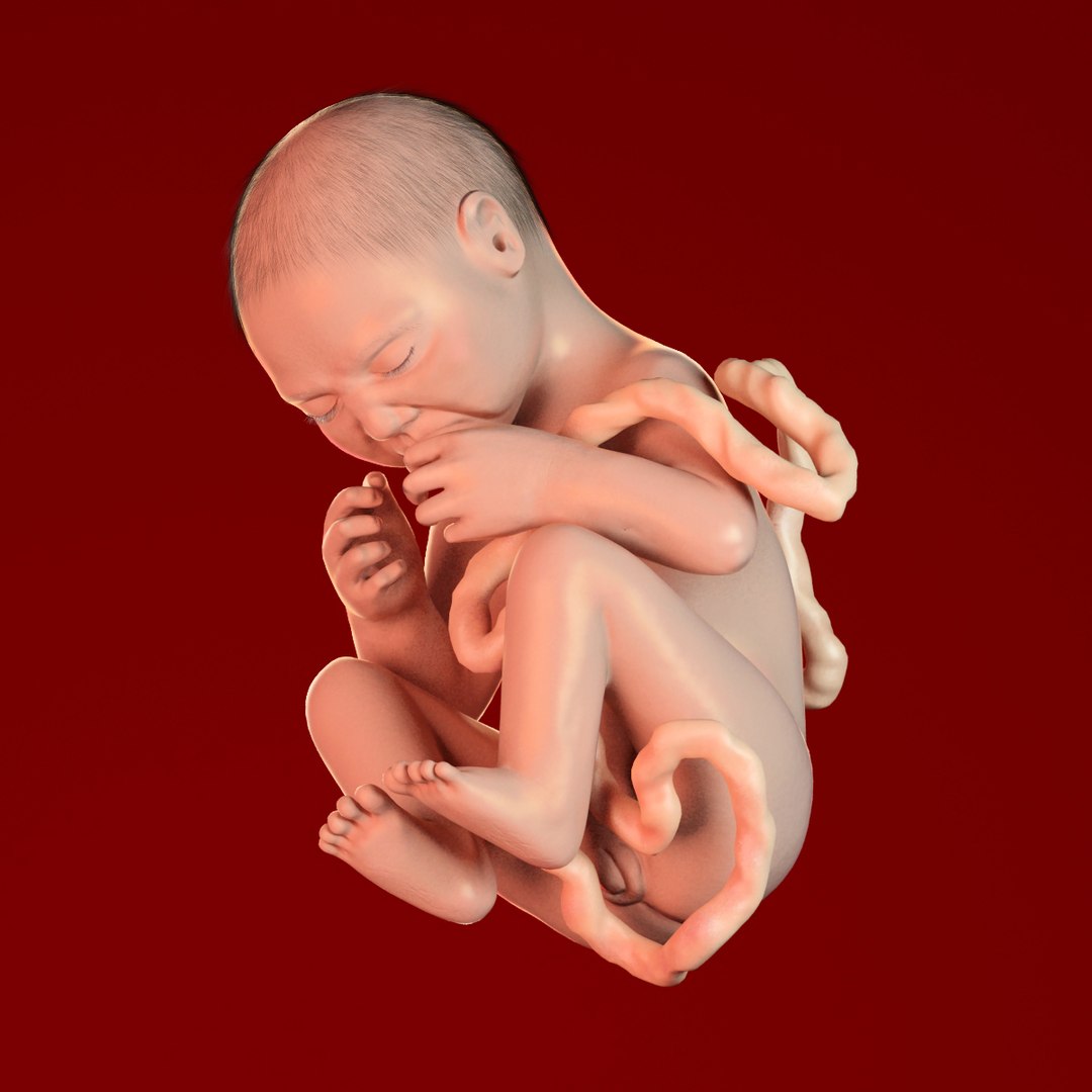 human fetus 3d 3ds https://p.turbosquid.com/ts-thumb/7B/K1hvXm/H5OHWLYY/baby_9months0001/jpg/1338813751/1920x1080/fit_q87/cc39bcc696555421ba38496fefac72d073a41169/baby_9months0001.jpg